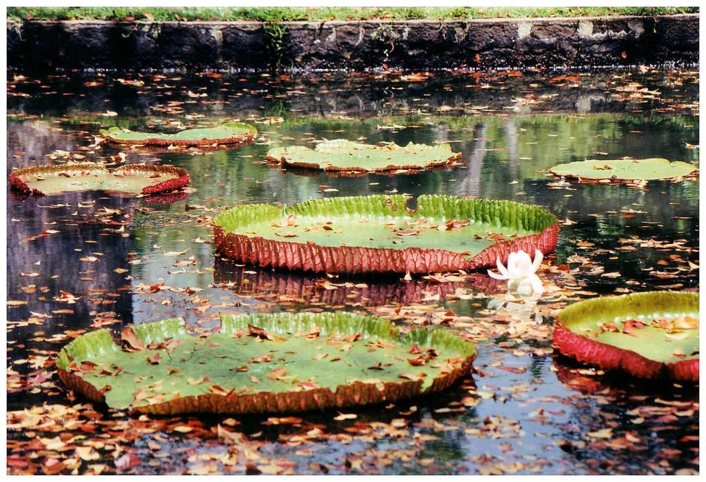 01 - Ile Maurice (2).jpg